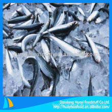 frozen fresh family sardine